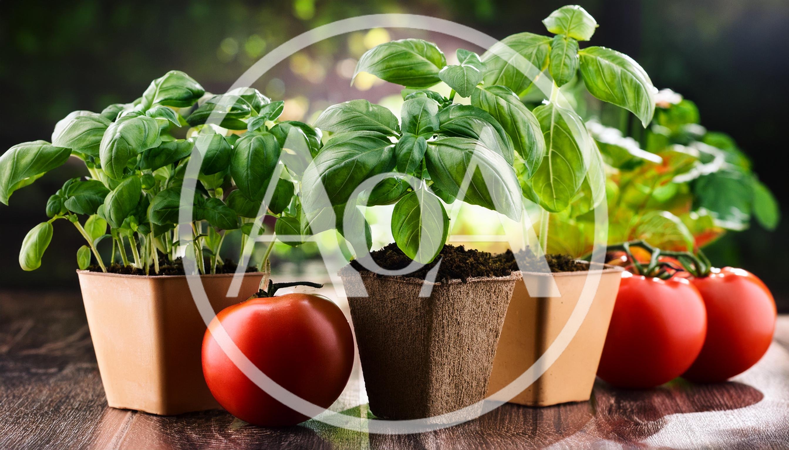 Fresh Basil Plants In Pots With Ripe Red Tomatoes