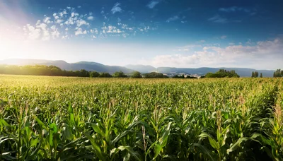 Golden Hour Sunlight Over A Lush Green Cornfield