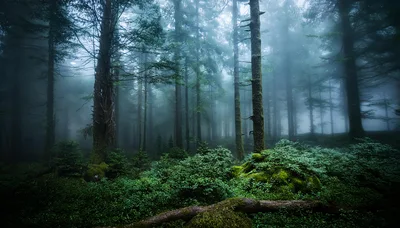 Misty Evergreen Forest With Dense Mossy Undergrowth