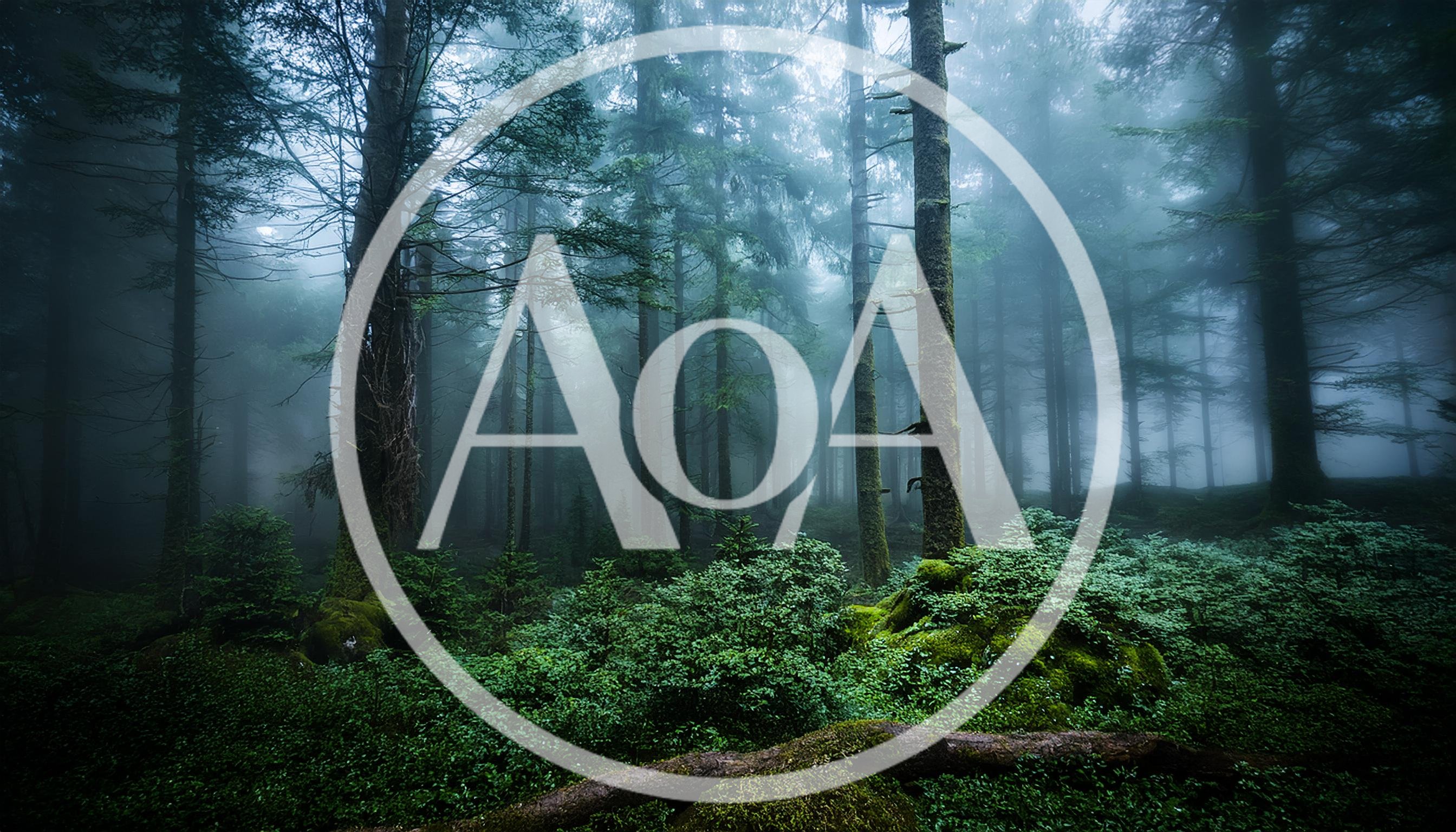 Misty Evergreen Forest With Dense Mossy Undergrowth
