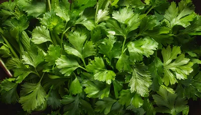 Fresh Green Flat Leaf Parsley Leaves Background