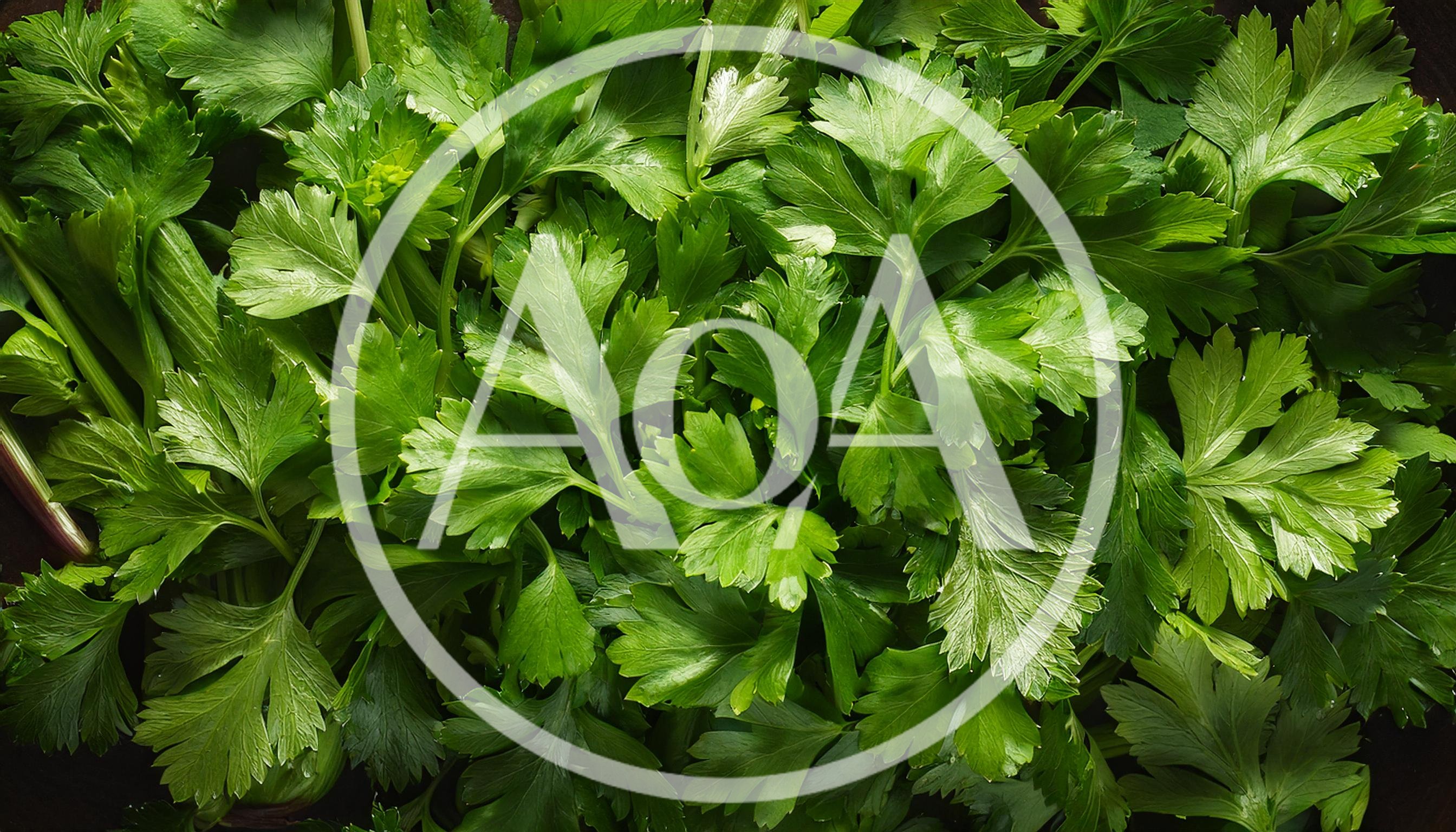 Fresh Green Flat Leaf Parsley Leaves Background