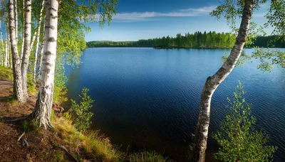 Serene Birch Trees Overlooking A Calm Finnish Lake