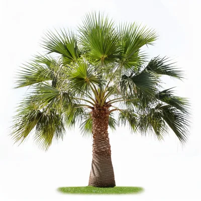 Single Fan Palm Tree Isolated On White Background