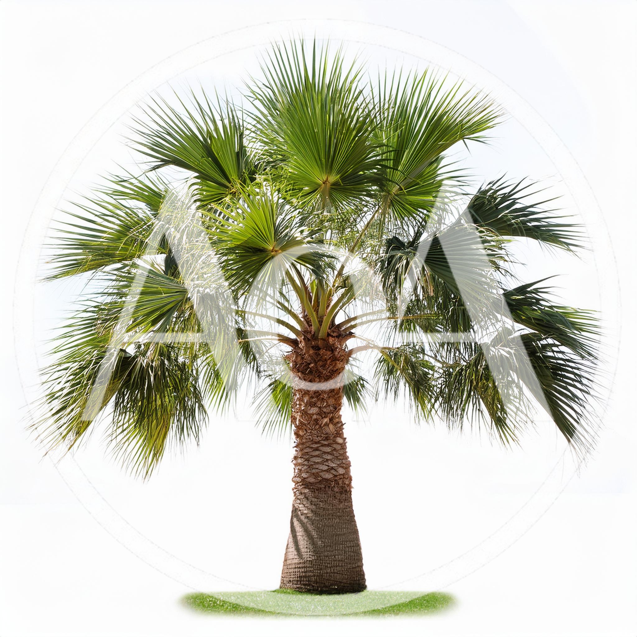 Single Fan Palm Tree Isolated On White Background