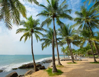Tropical Beach Scene With Palm Trees And Ocean Waves