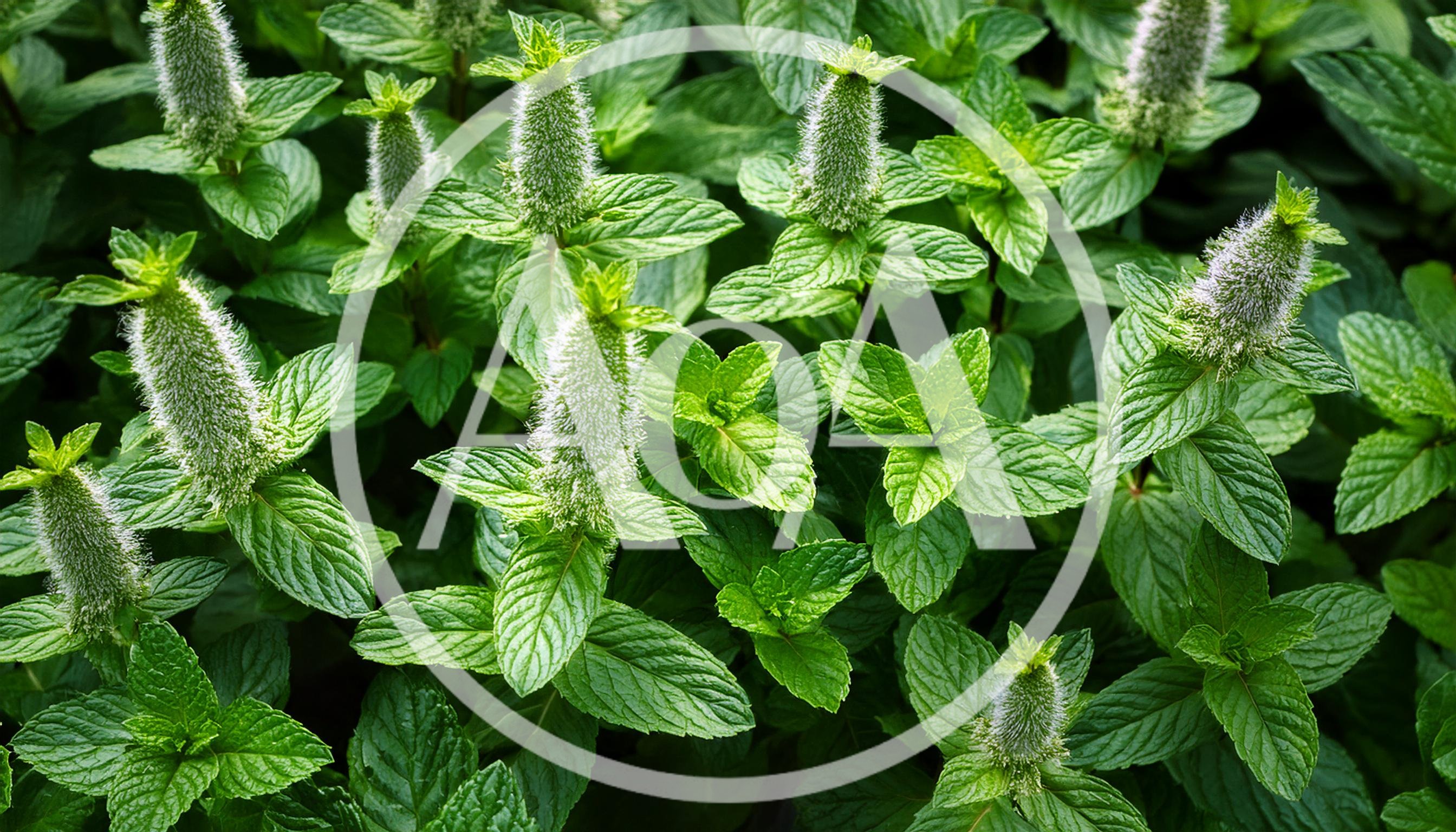 Fresh Green Mint Plants With Flowering Spikes