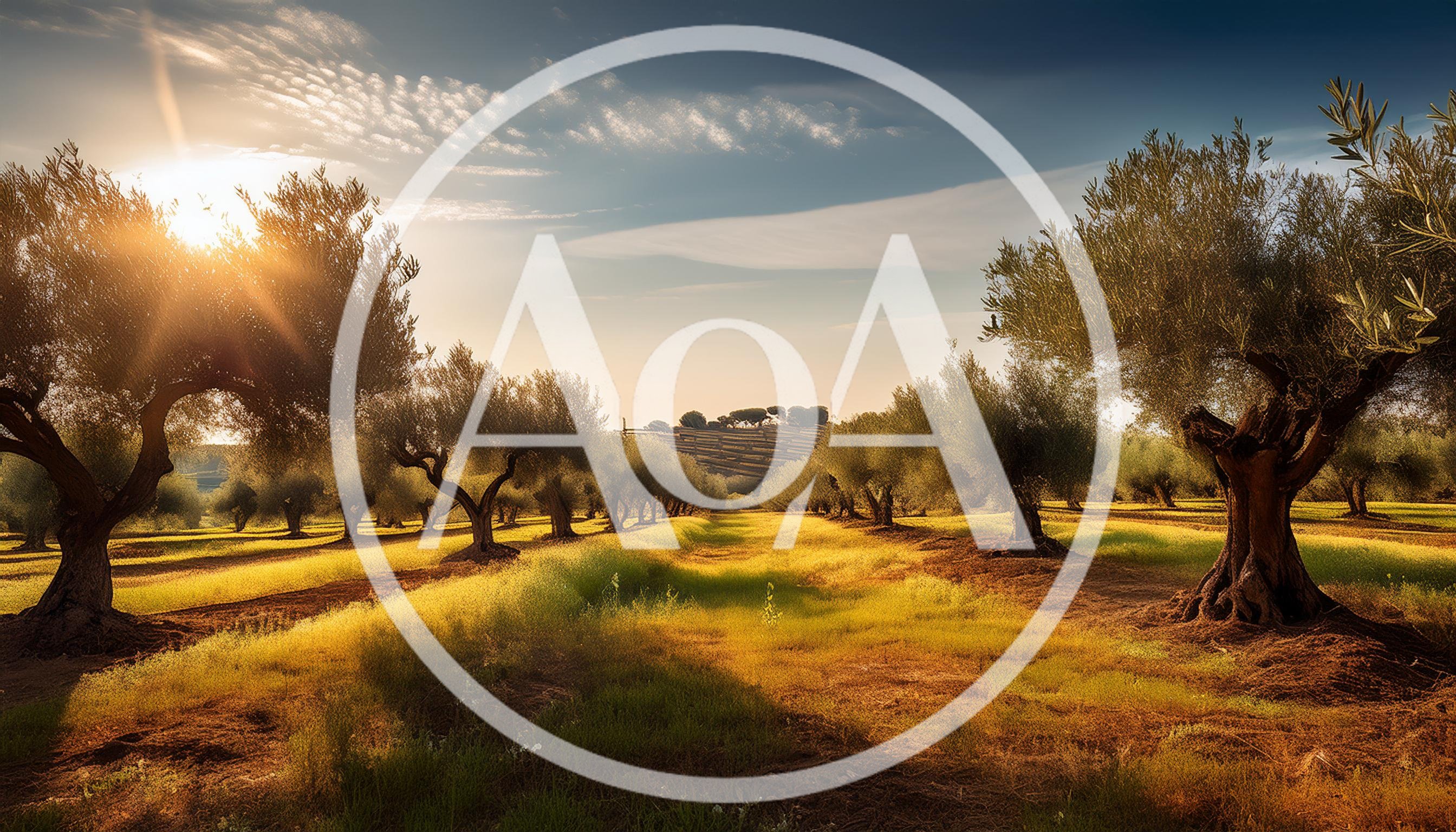 Sunlit Olive Grove Landscape At Golden Hour