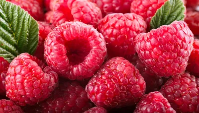 Fresh Ripe Raspberries With Green Leaves