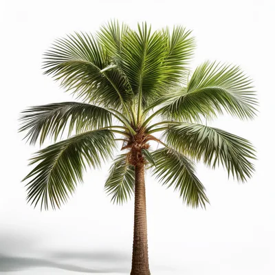Single Mature Coconut Palm Tree Isolated On White