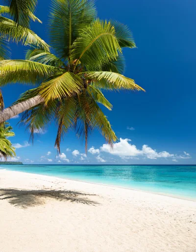 Tropical Palm Tree Overlooking A Pristine White Sand Beach
