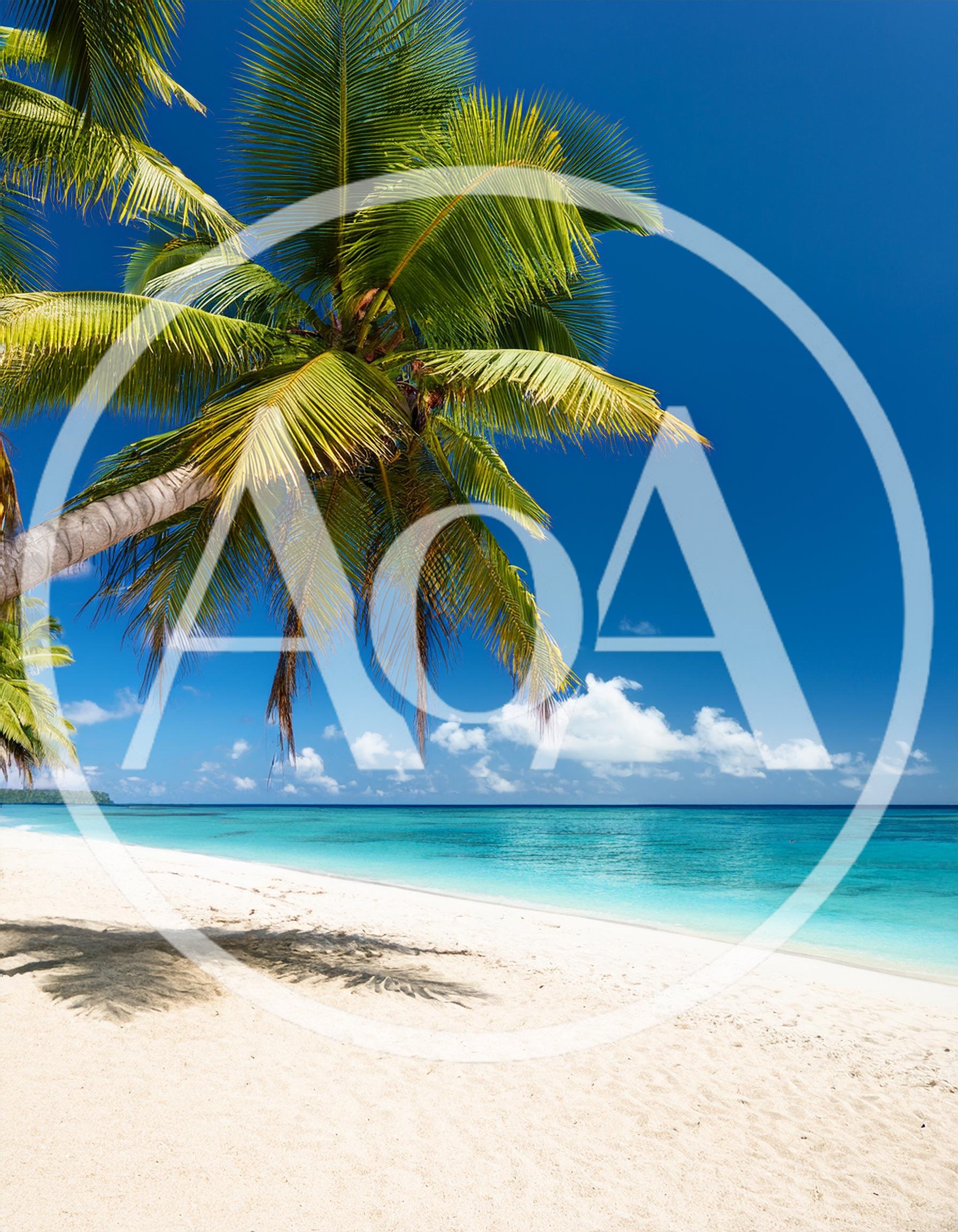 Tropical Palm Tree Overlooking A Pristine White Sand Beach