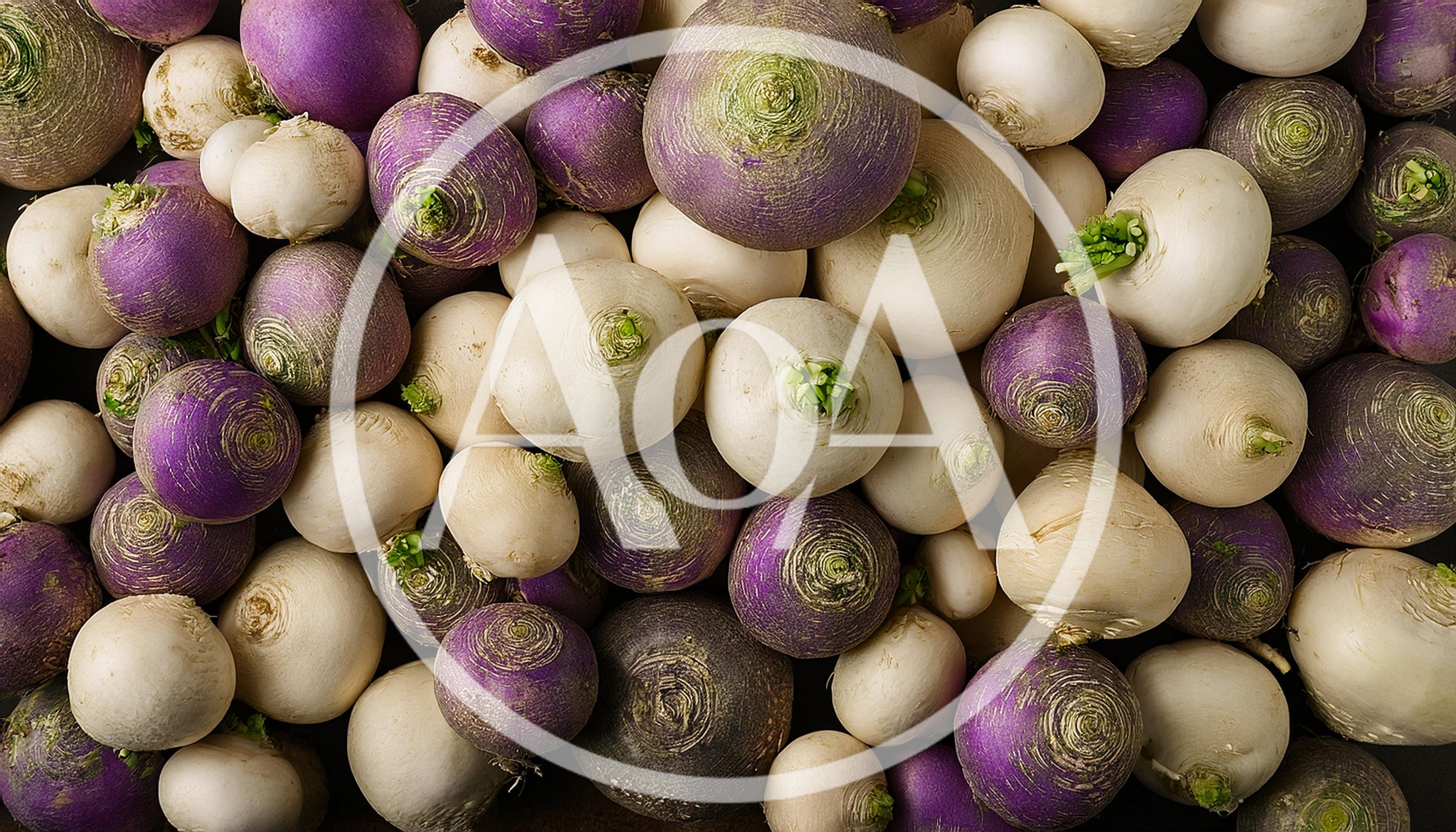 Top Down View Of Fresh Purple Top Turnips