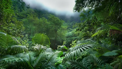 Lush Tropical Rainforest Canopy With Mist And Ferns