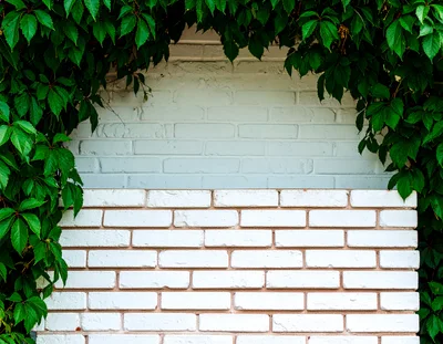 White Brick Wall Framed By Lush Green Ivy