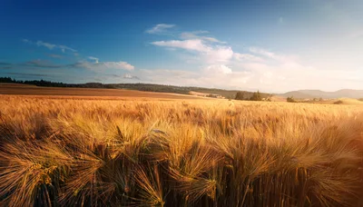 Golden Wheat Field Under A Clear Blue Sky
