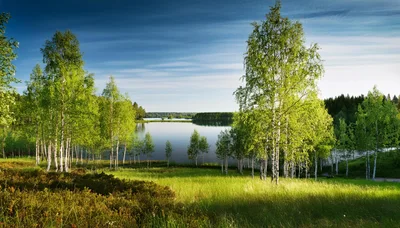 Birch Trees Overlooking A Calm Lake In Summer