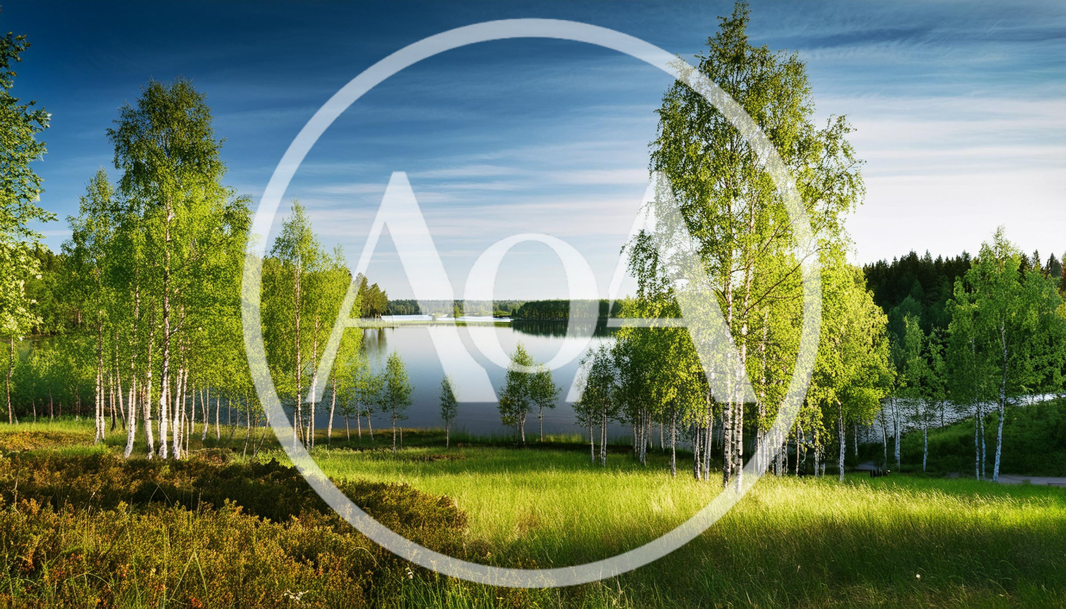Birch Trees Overlooking A Calm Lake In Summer
