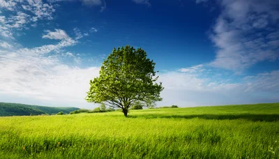 Solitary Green Tree In A Vast Grassy Field