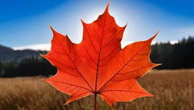 Vibrant Red Maple Leaf Against Sunny Blue Sky