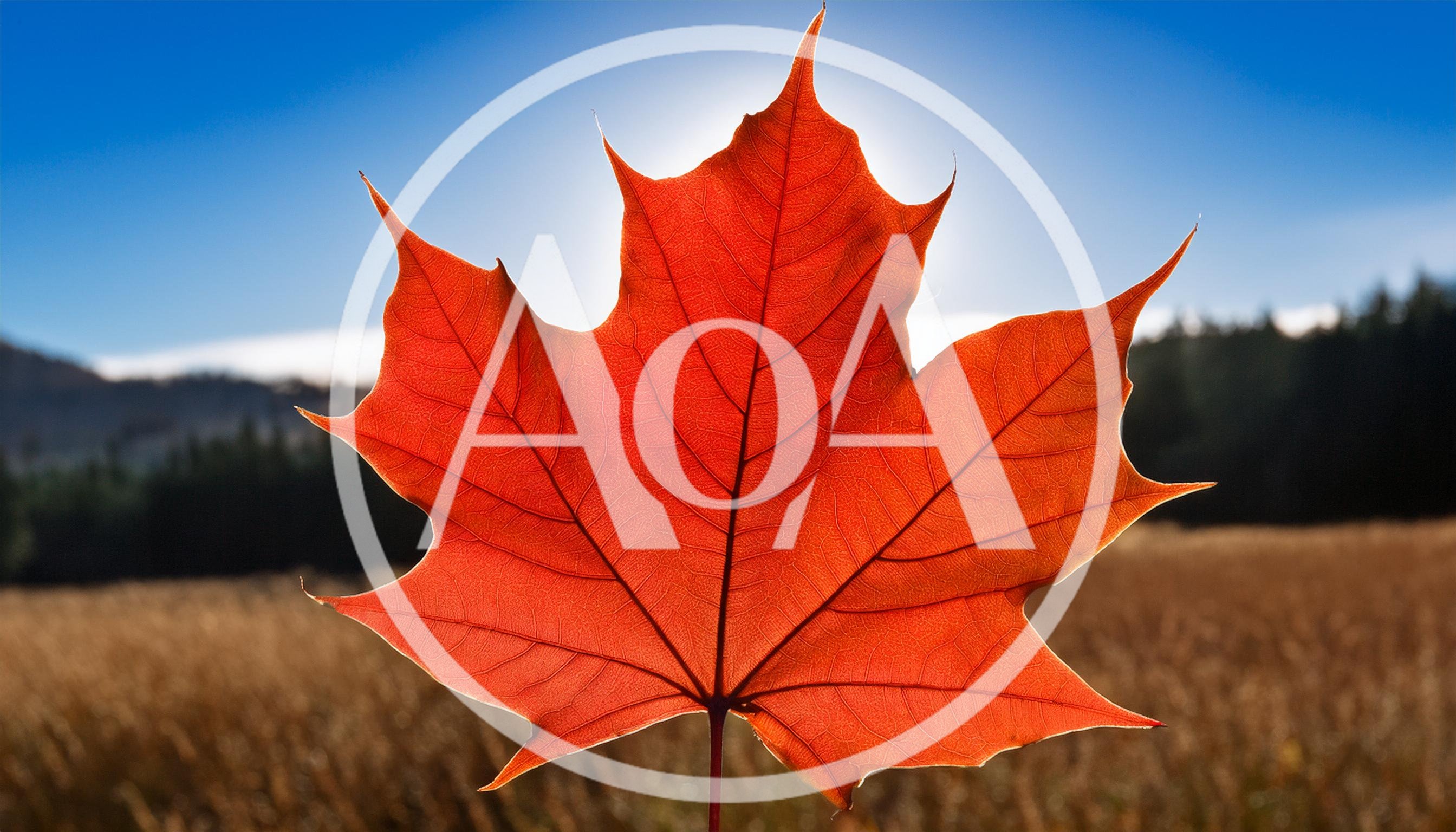 Vibrant Red Maple Leaf Against Sunny Blue Sky