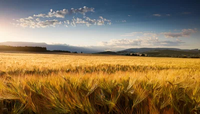 Golden Wheat Field Under A Dramatic Sunset Sky