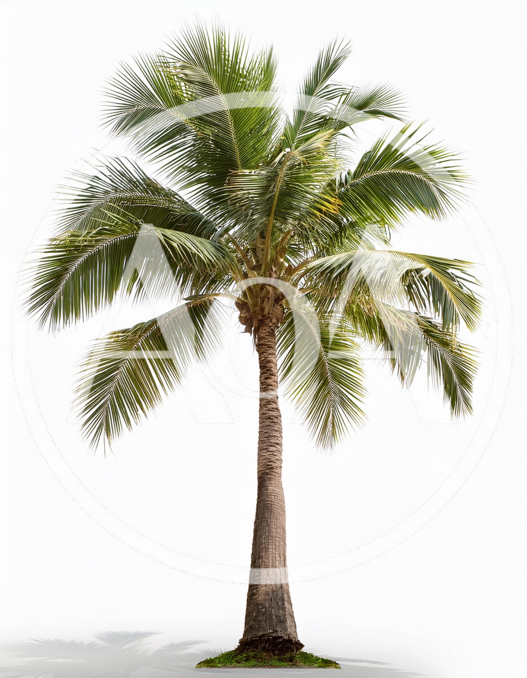 Single Coconut Palm Tree Isolated On White Background