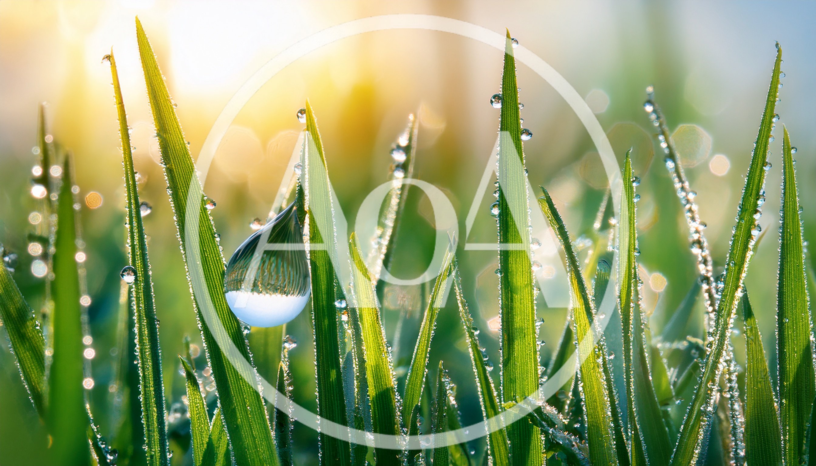 Dew Drops On Green Grass Blades At Sunrise