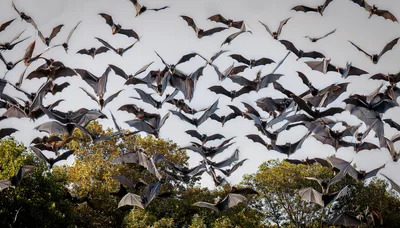 Large Colony Of Fruit Bats Flying Over Trees