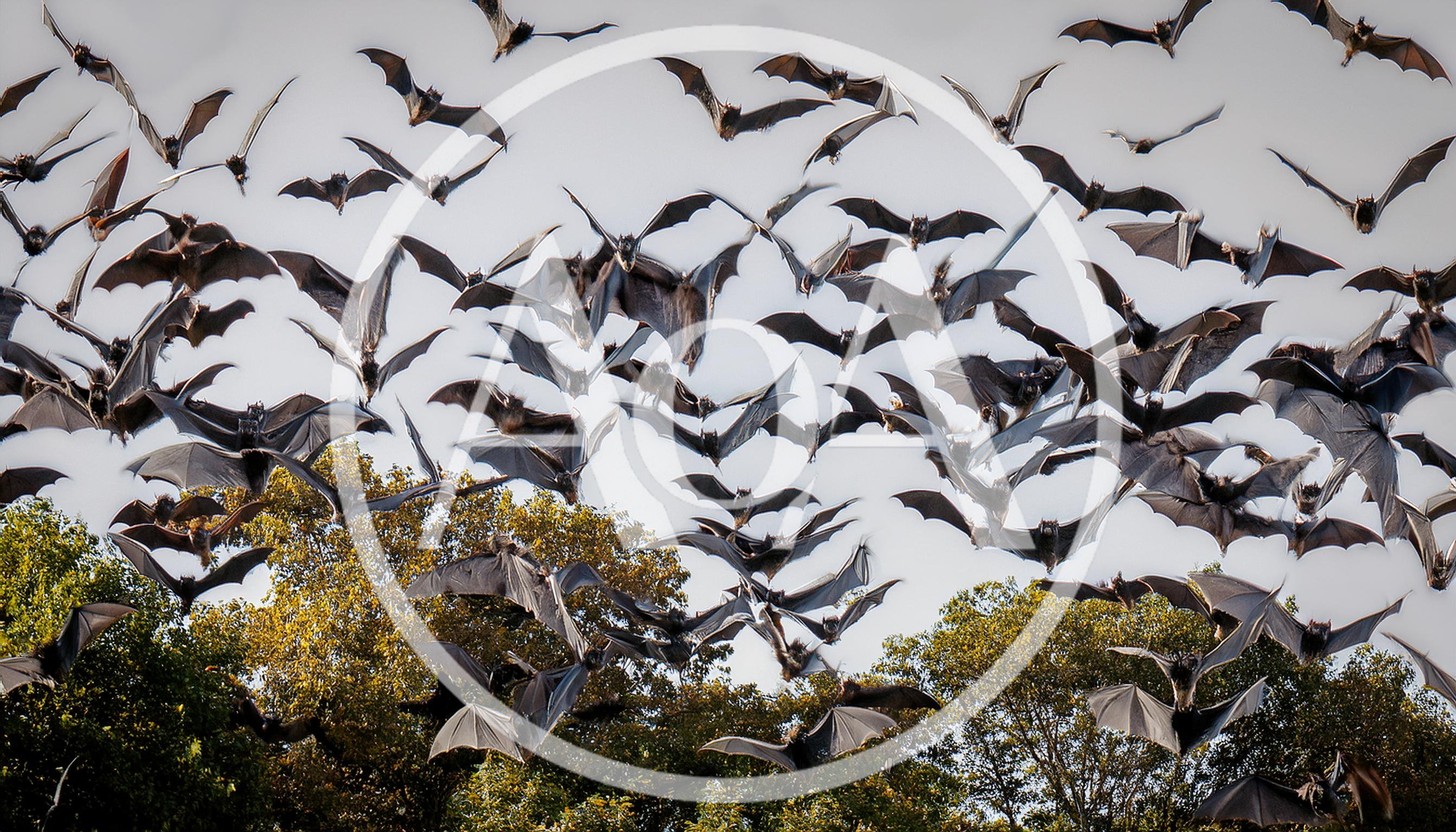 Large Colony Of Fruit Bats Flying Over Trees
