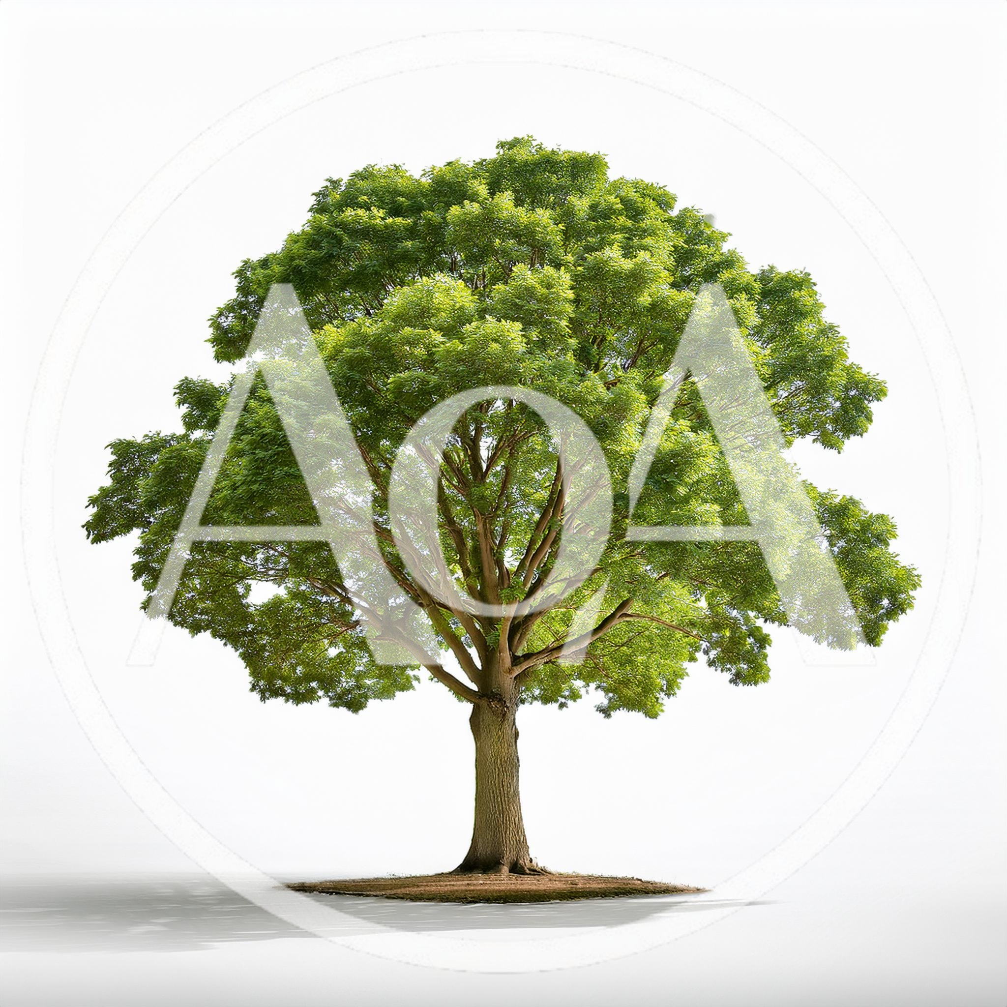 Large Deciduous Tree Isolated On White Background