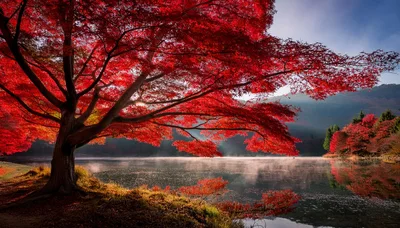 Vibrant Red Japanese Maple Tree Overlooking Misty Lake