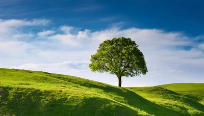 Solitary Green Oak Tree On Rolling Grassy Hill