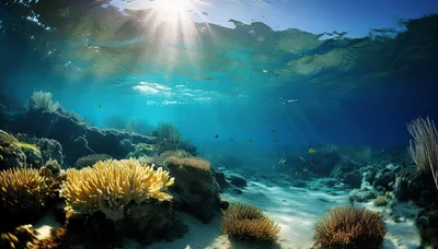 Vibrant Coral Reef Underwater Scene With Sunlight Rays