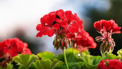 Vibrant Red Geranium Flowers Blooming In Sunlight
