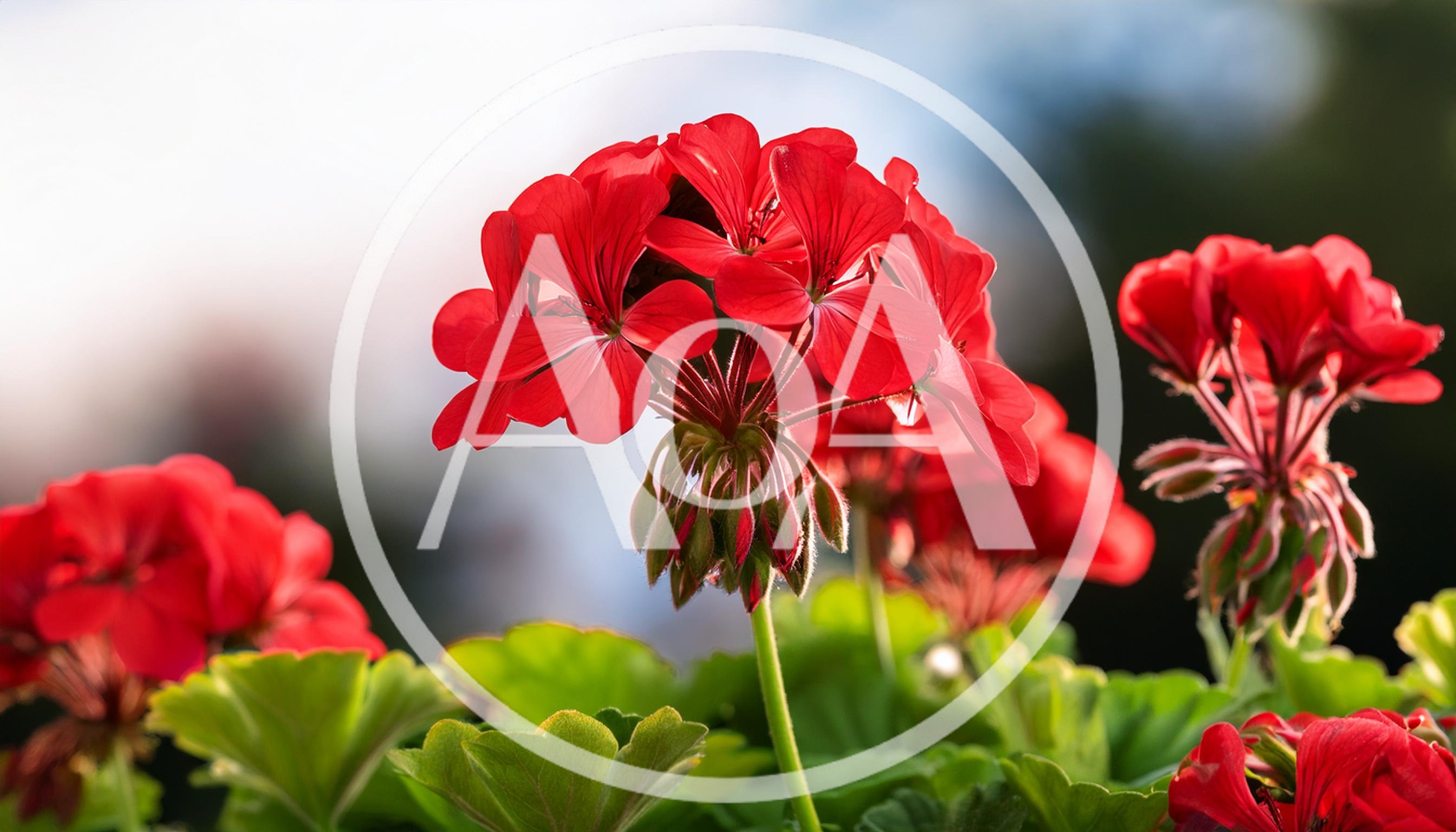 Vibrant Red Geranium Flowers Blooming In Sunlight