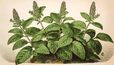 Vintage Botanical Illustration Of Peppermint Plant