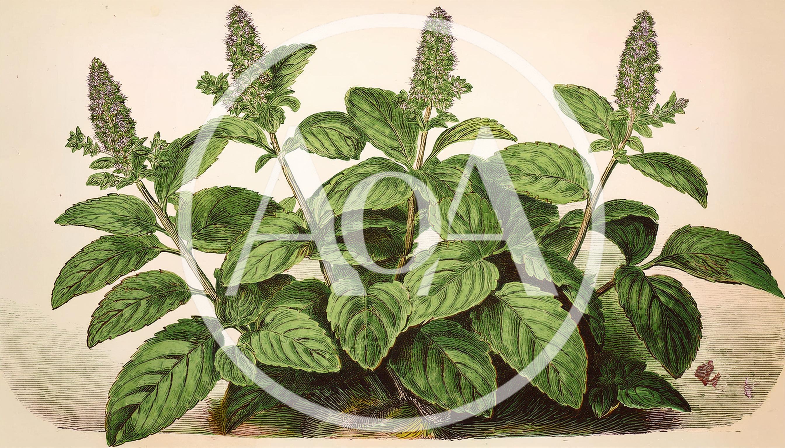 Vintage Botanical Illustration Of Peppermint Plant