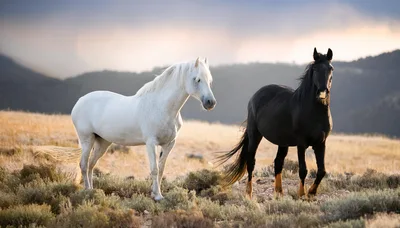 White and Black Horses Standing in Open Field