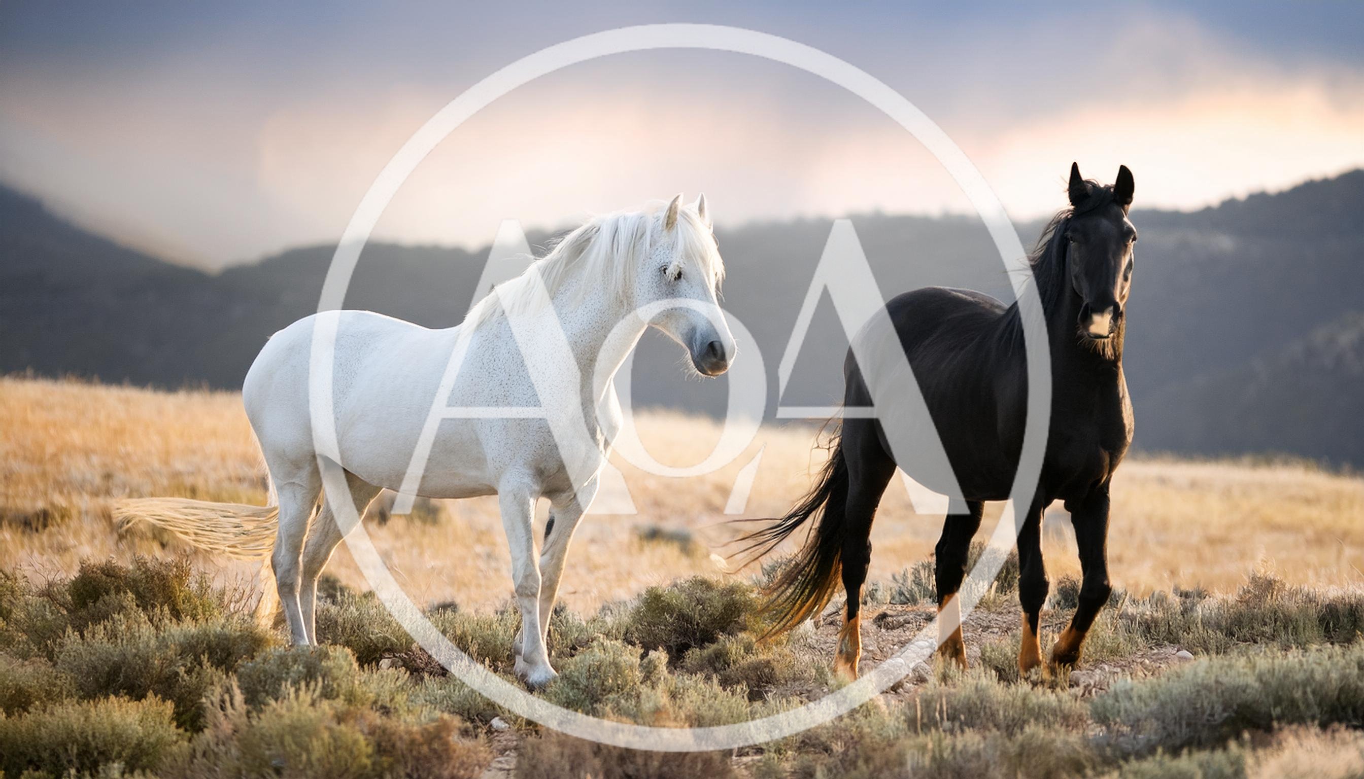 White and Black Horses Standing in Open Field