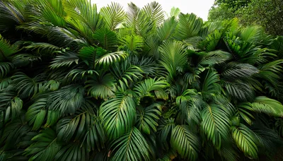Lush Tropical Palm Fronds Background