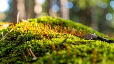 Macro View Of Vibrant Green Moss With Sporophytes