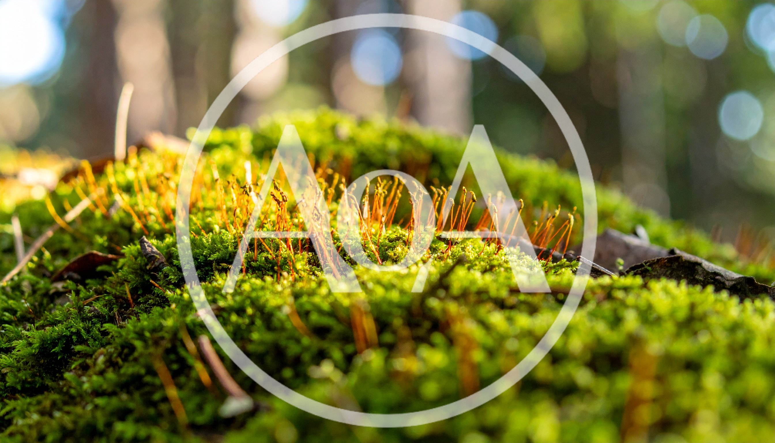 Macro View Of Vibrant Green Moss With Sporophytes