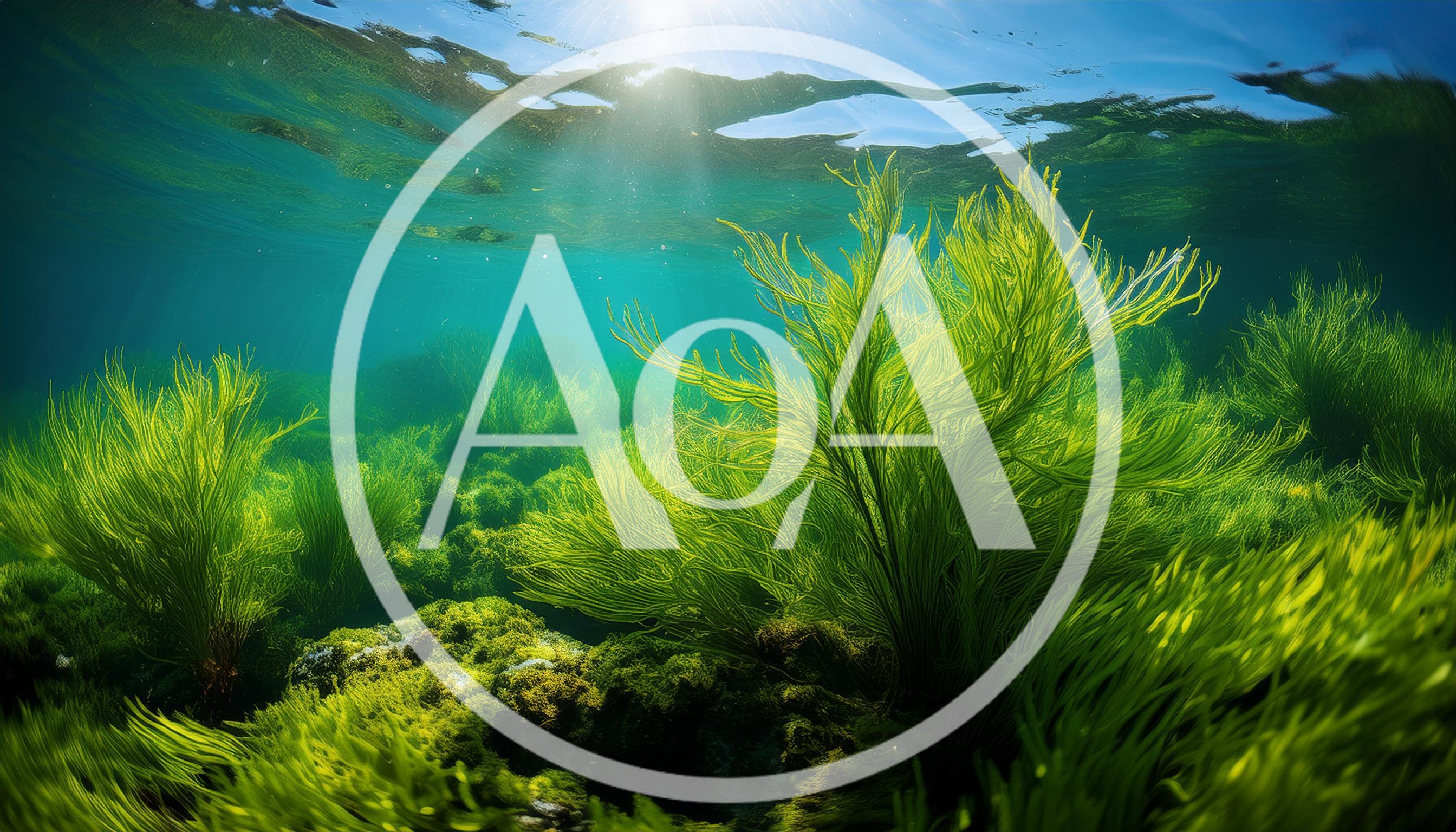Vibrant Green Seaweed Underwater In Shallow Coastal Waters