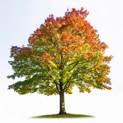 Large Maple Tree With Vibrant Autumn Foliage