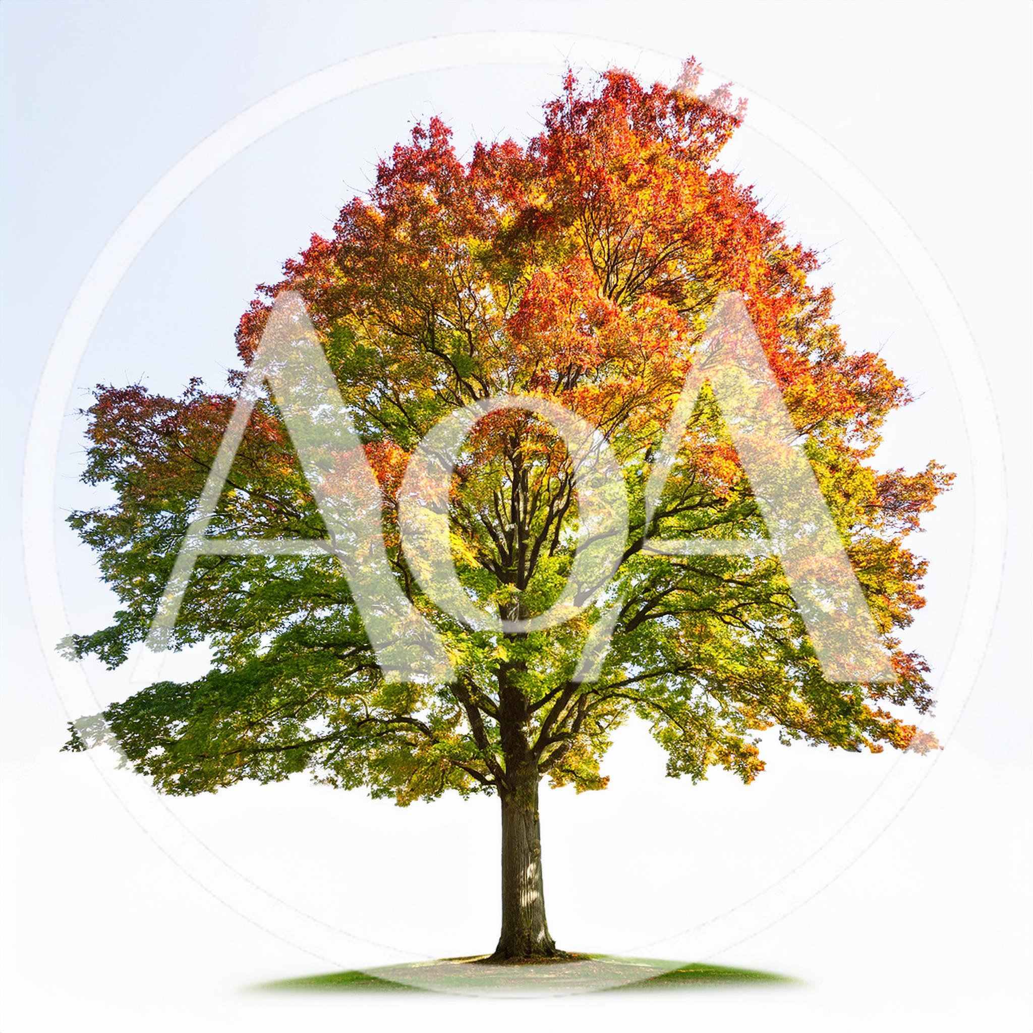 Large Maple Tree With Vibrant Autumn Foliage