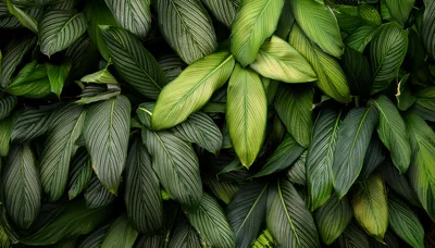 Lush Green Calathea Ornata Leaves With White Pinstripes