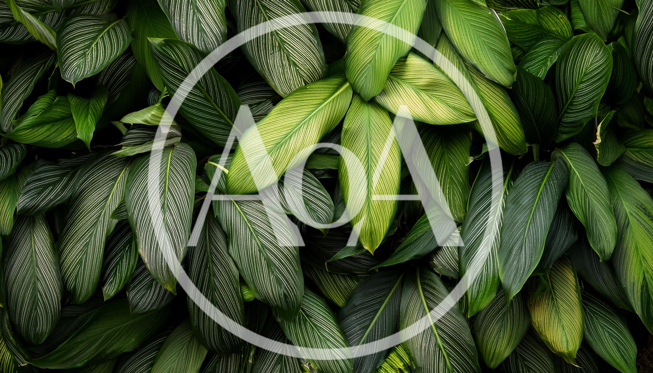 Lush Green Calathea Ornata Leaves With White Pinstripes