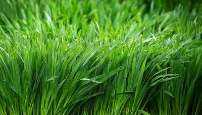 Close Up Of Fresh Green Wheat Grass Blades