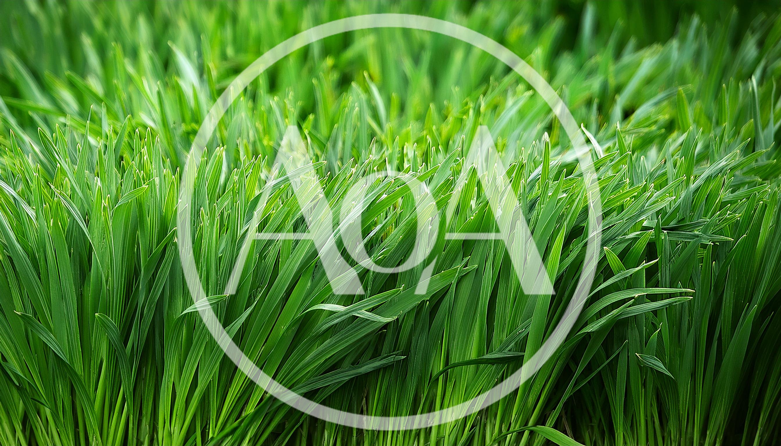Close Up Of Fresh Green Wheat Grass Blades